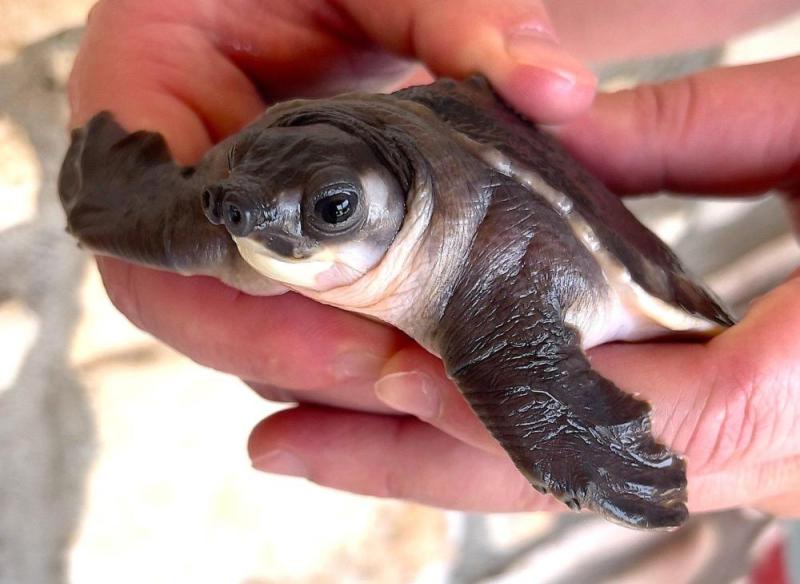 Carettochelys insculpta si te bikinel pes - 2/2